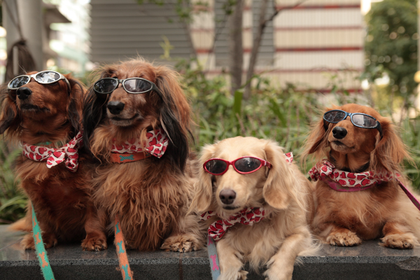 犬写真