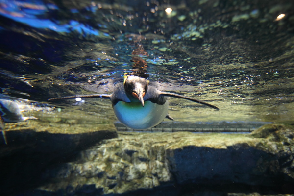 水族館写真