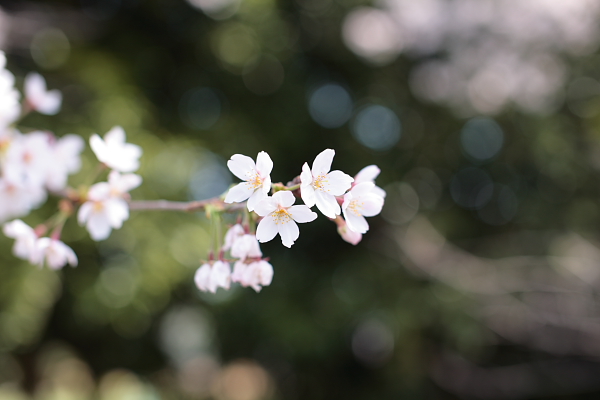 桜写真