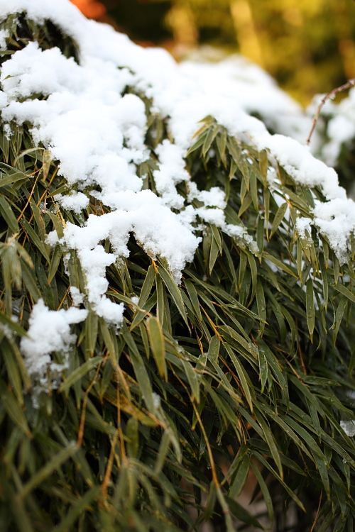 雪 写真