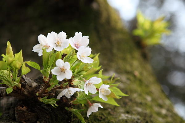 桜 新緑