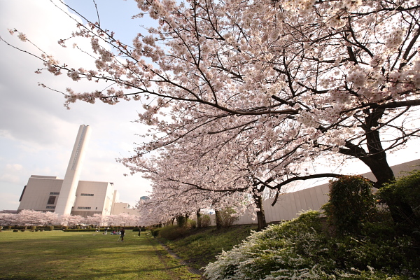 桜 写真