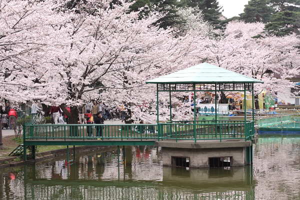 大宮公園 桜