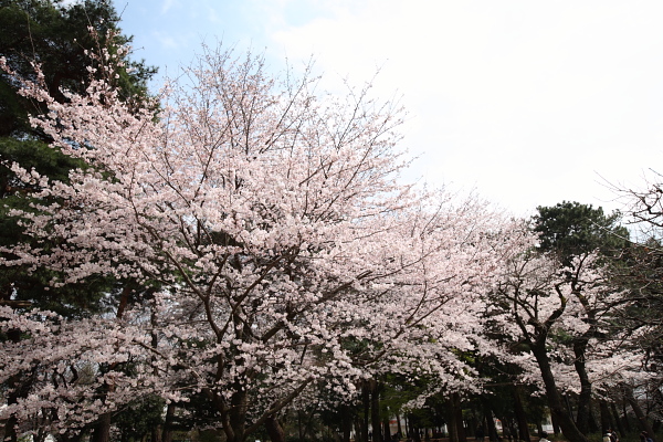 桜 写真