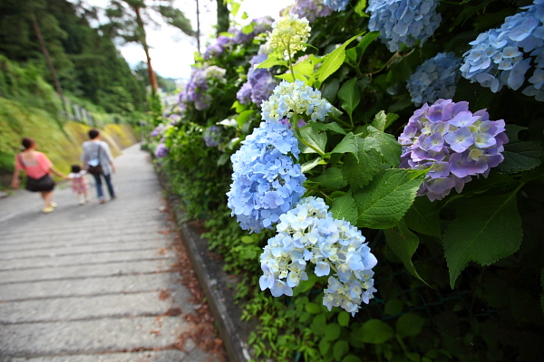 紫陽花