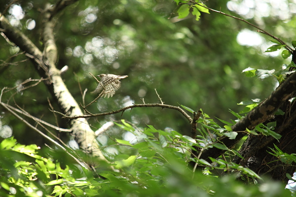 野鳥 コゲラ キツツキ科