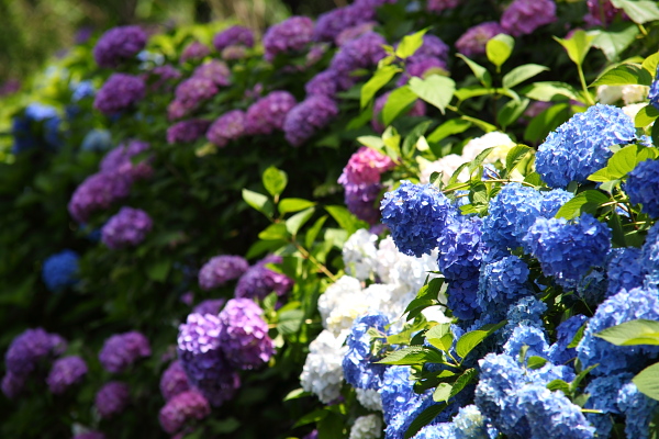 紫陽花 写真